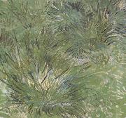 Vincent Van Gogh Clumps of Grass (nn04) USA oil painting artist